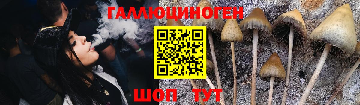 Галлюциногенные грибы Psilocybe Губкинский